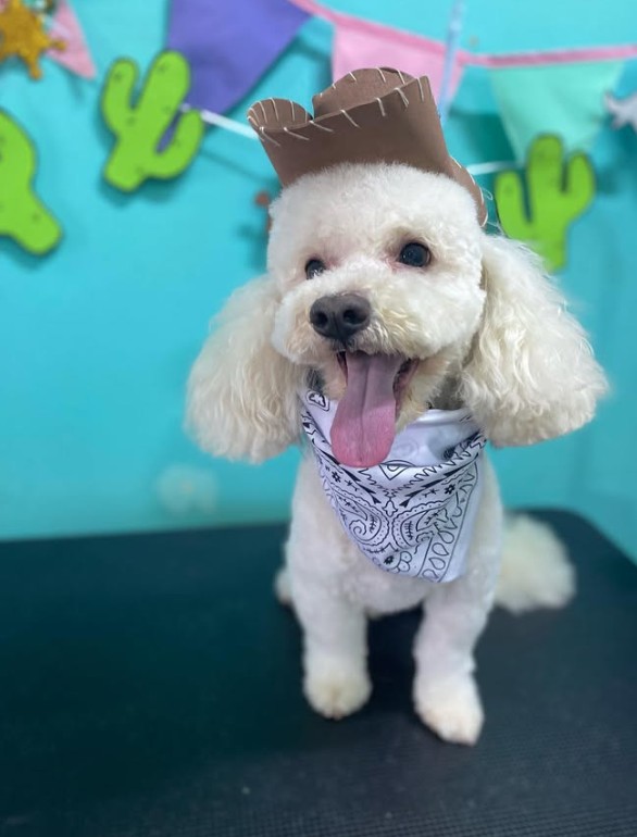 Mascota atendida en Cuatro Huellas 3